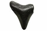 Bargain, Megalodon Tooth - North Carolina #152890-1